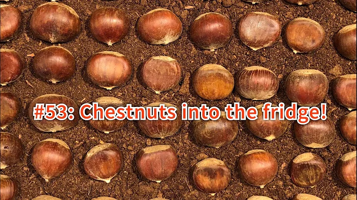 Update #53: Chestnuts into the Fridge!!