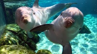 Download Lagu MUSIQUE D'ÉTUDE \u0026 Ondes Alpha - Concentration Mémoire Créativité Antistress 🎧 STUDY MUSIC MP3