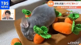 【一押し映像】好奇心旺盛なチンチラ 夢中な姿にメロメロ