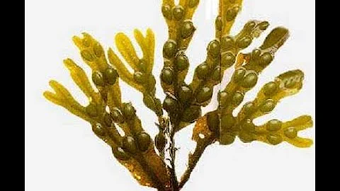 Quanto Fucus per dimagrire?