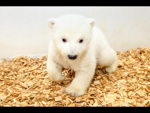 Un cachorro de oso polar hembra es la nueva integrante del zoológico  Tierpark de Berlín - YouTube