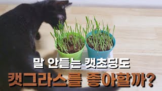 고양이랑 식물 같이키우기 [고양이 첫 캣글라스 체험]