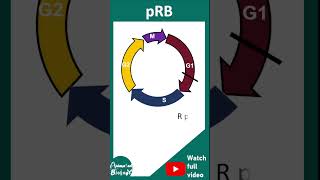 Prb And Its Role In Cell Cycle Retinoblastoma Cell Cycle Cell Bio In 1 Minute