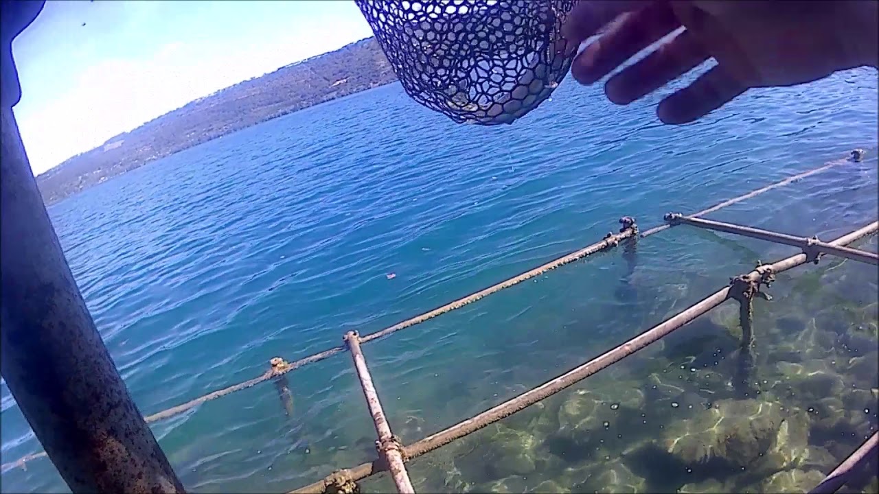 Pesca Del Black Bass En Iznajar Marzo 2015 Youtube Pesca Del Black Bass En Iznajar Marzo 2015 Youtube