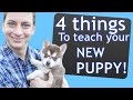 4 Things to Teach your NEW PUPPY Right Now!