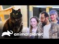 Essa gatinha precisa subir na árvore | Um Lar para Pets | Animal Planet Brasil