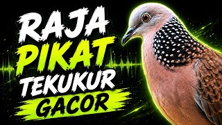 Suara Burung Tekukur Pikat Paling Ampuh Untuk Pancingan Cepat Bunyi