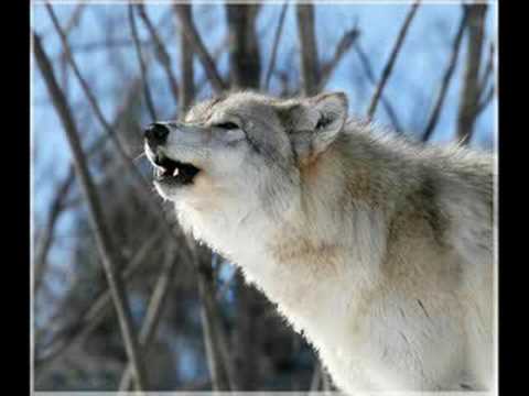 Video: A bën tingull ujku?