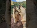 Cute Wild Animals Bobak Marmot 69 