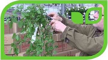 How to prune a hanging mulberry tree