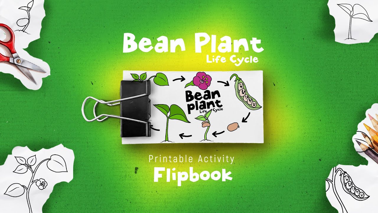 DIY Bean Plant Life Cycle: Animated Flipbook & Coloring Fun!