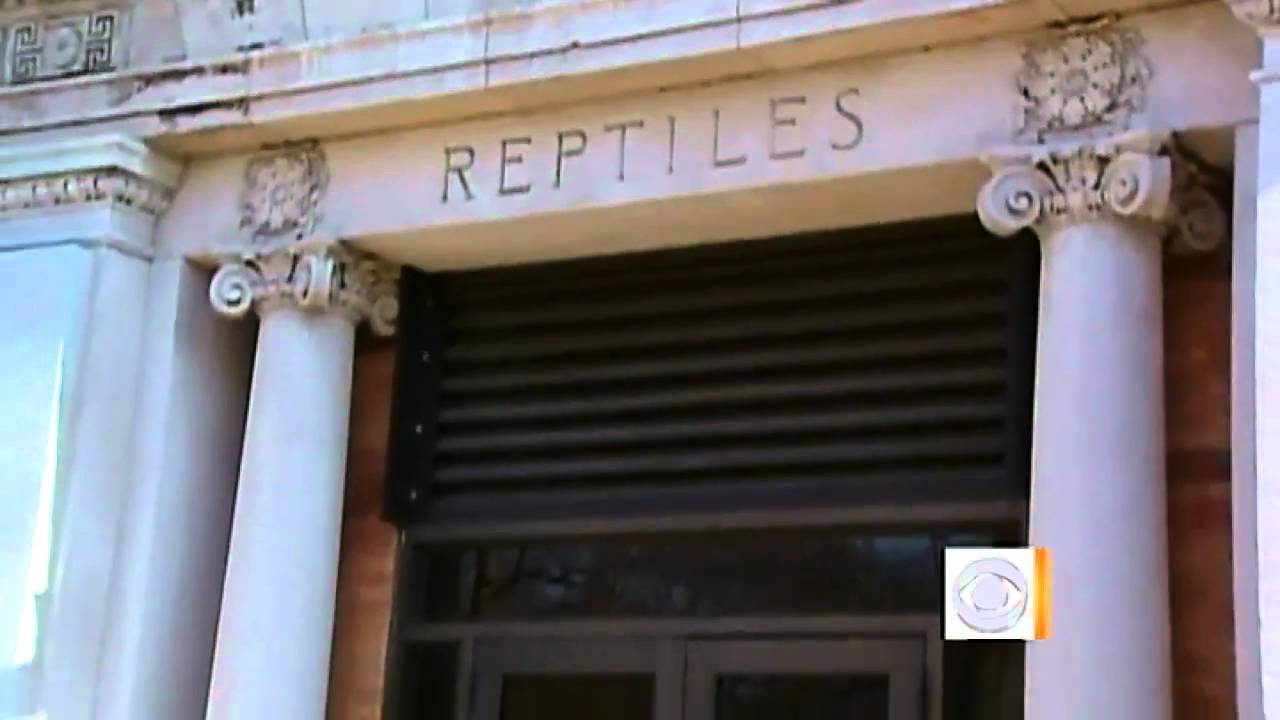 Poisonous cobra goes missing at Bronx Zoo