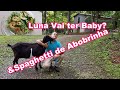 Luna Vai ter Baby? & Spaghetti de Abobrinha / Luna Will have Baby? & Zucchini Spaghetti