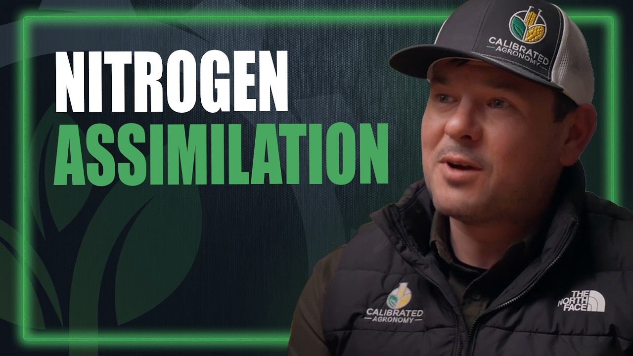 Эффективность использования азота — это не просто стабилизация, это и ассимиляция.