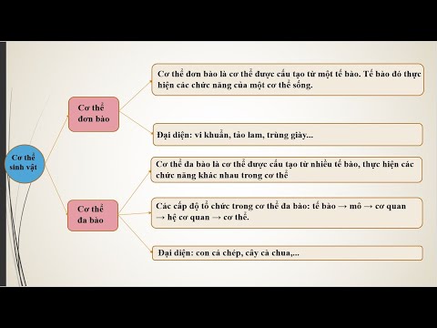 KHTN 6 - Ôn tập chủ đề 7: Từ tế bào đến cơ thể