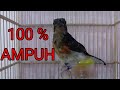 Suara Ketrekan Trotol Murai Batu Ampuh Untuk Memancing Emosi Murai Batu Lepas Trotol Mp3 - Mp4 Download