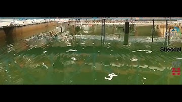 Crest-Focused Wave Interaction with a Cylinder Equipped with a Heave Plate Under Harmonic Motion