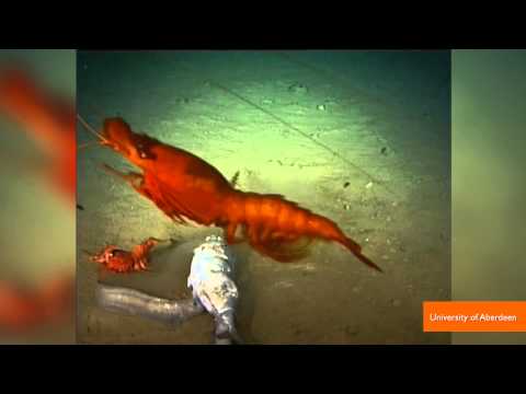 Deep-Sea Cameras Show 'Surprising' Sea Life 23,000 Feet Down