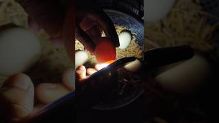 Egg candling / Super Simple Way to Candling Eggs Using a Mobile Phone