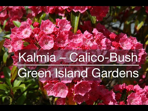 Kalmia – Der Calico-Busch