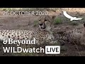 WILDwatch Live | 26 October, 2020 | Afternoon Safari | South Africa