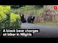 A black bear charges at biker in nilgiris