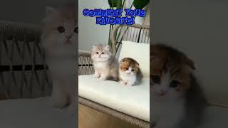 Tiny Kitty Giggles 😺🐾 #CuteCats #CatShorts #KittenFun #FelineJoy #CatLovers #MeowTime