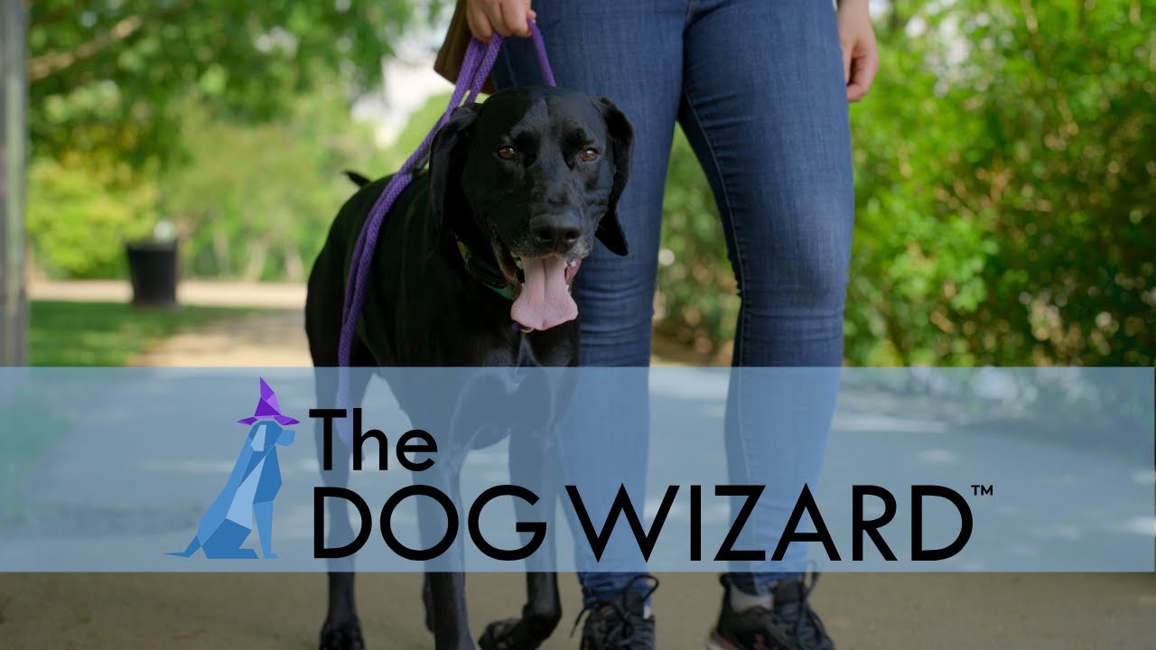 Dog Wizard Testimonial