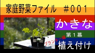 かき菜は関東地方に古くから伝わる伝統野菜！近所のスーパーでは買えないかき菜の栽培記録【超簡単プランター家庭菜園】①苗の植え付け｜初心者の方のための家庭野菜宣言