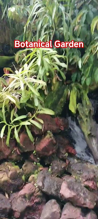 Botanical Garden at Singapore#pinaysgchannels #vlogger #vlog#vlogs #vlogging