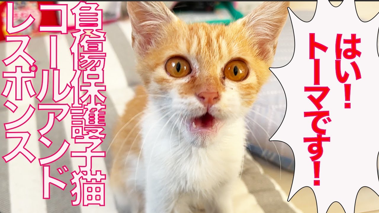 負傷した保護子猫、お返事芸をマスターする Call and response of the