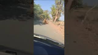 Gir Lion Catching Cattle 🫣