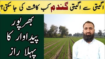 What is the best sowing time for wheat  | Optimum sowing time for wheat | Bilal Kanju Official
