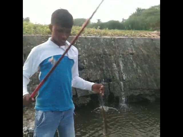 amazing fishing hunting big baim fish catching indian eel fish#short class=