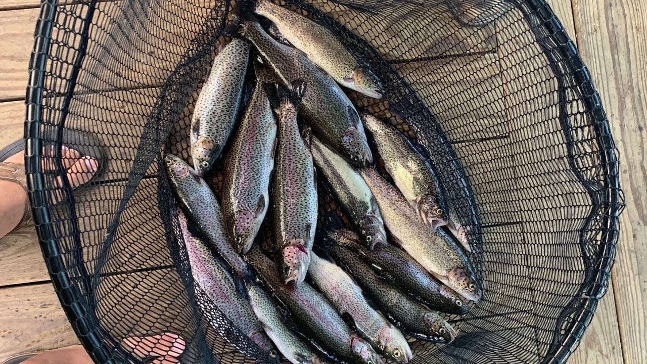 TROUT Fishing In TEXAS?? {Catch Clean Cook} Smoked Trout On The Traeger