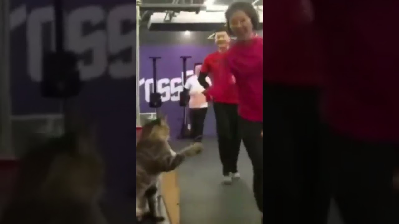 Cat Gives Everyone A High Five 😊