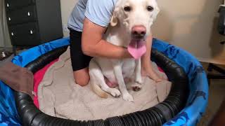 LIVE BIRTH of Labrador Puppies  Uncut LIVE STREAM Replay