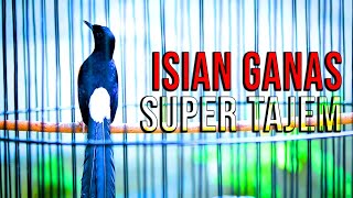 BONGKAR ISIAN GANAS SUPER TAJEM !! Pembangkit gairah tarung dan EMOSI | shama bird