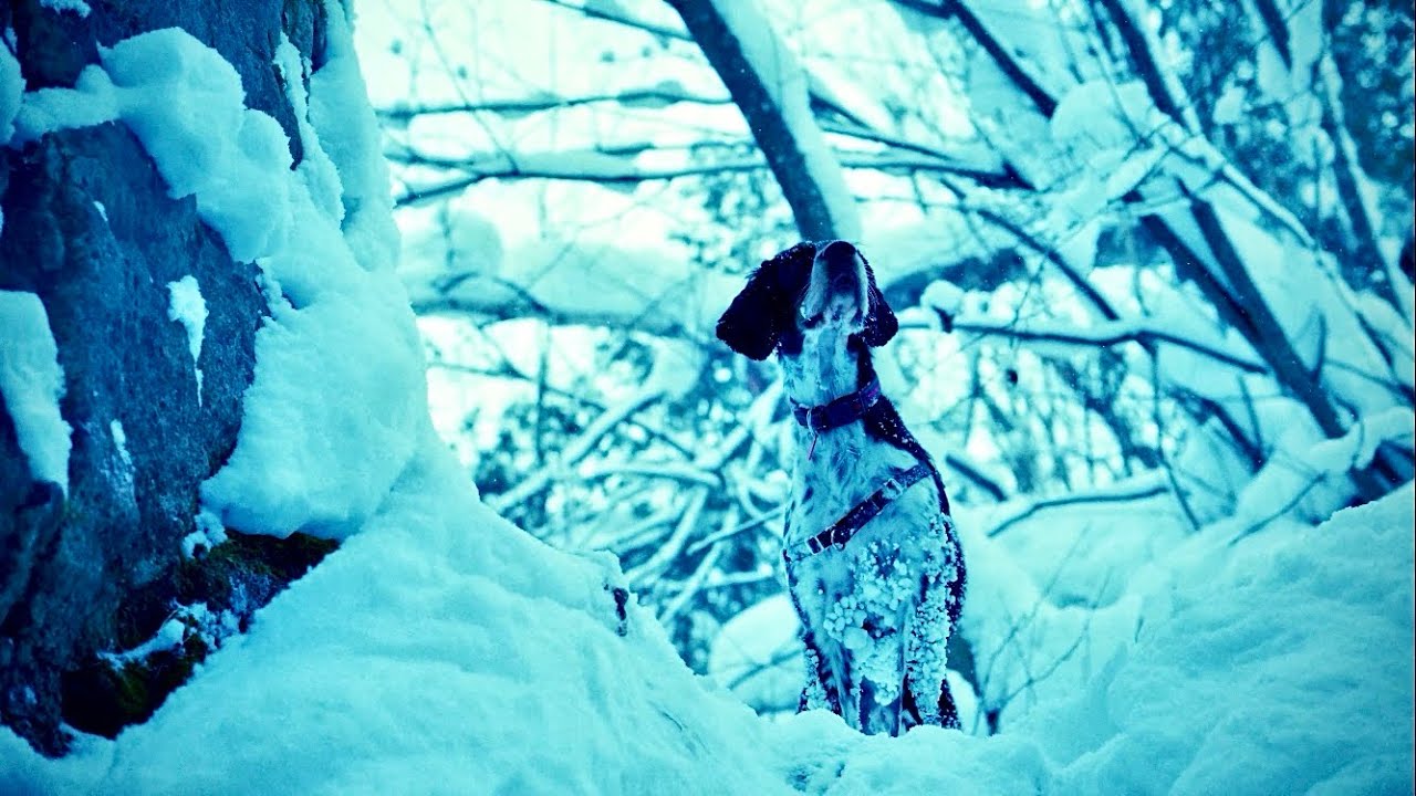 No Dogs Allowed - Nikon ZR 6k R3D short film 