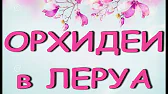 Орхидеи,узамба́рские фиалки,Самара🌺