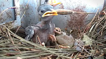 THE FAMILY OF COMMON MYNA || FULL DOCUMENTARY