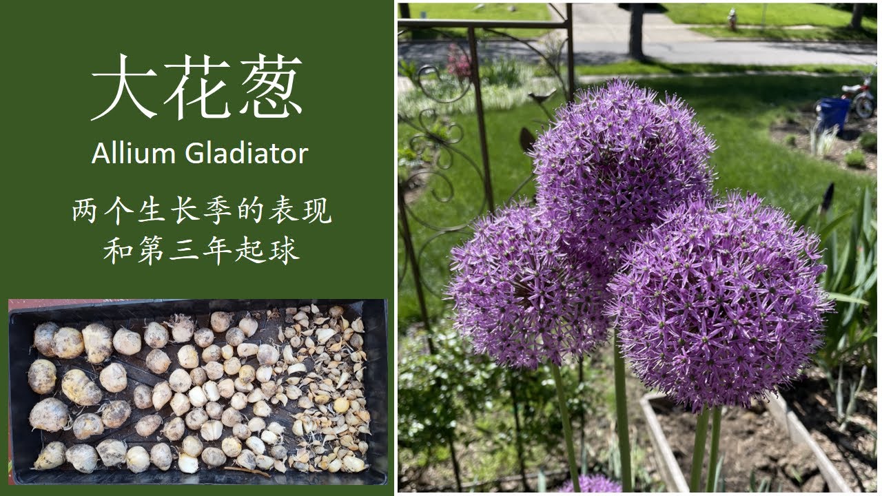 大花葱长到第三年了，挖出来大大小小一盘子种球，秋天接着种 Allium Gladiator is beautiful, easy to grow, perfect for home garden