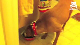 Puppy steals food when dog isn't looking