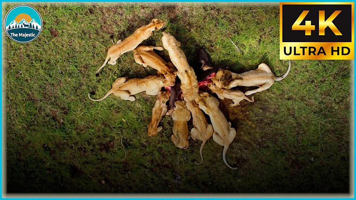 Craziest Lion Attacks Ever Caught On Camera #NatureDocumentary | Wild Animals #41