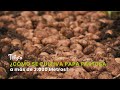 ¿Cómo se Cultiva Papa Pastusa a más de 3.000 Metros? - TvAgro por Juan Gonzalo Angel