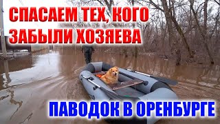 СПАСЕНИЕ ЖИВОТНЫХ, КОТОРЫХ ЛЮДИ ЗАБЫЛИ ВО ДВОРАХ, СПАСАЯСЬ ОТ СТИХИИ!! ПАВОДОК В ОРЕНБУРГЕ!