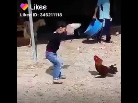 الولد خايف من الديك