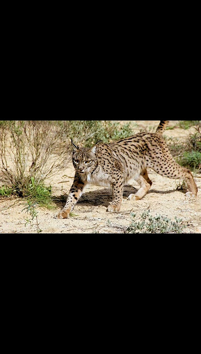 معلومات عن حيوان الوشق