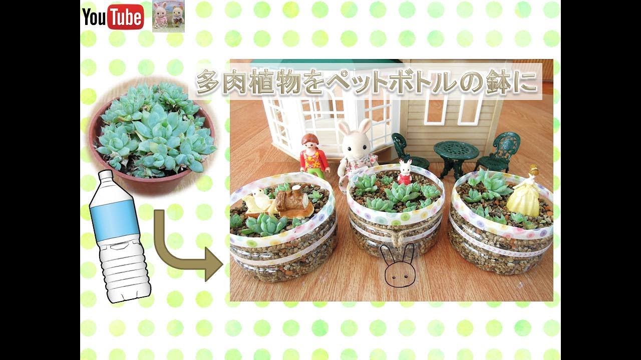 Diy 多肉植物をペットボトルの鉢に植え替え シルバニアファミリー Succulent Plant Youtube