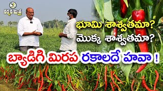 మిరప సాగులో కొత్త టెక్నాలజీని నమ్మండి || Success Story of Chilli Farmer || Karshaka Mitra #agri